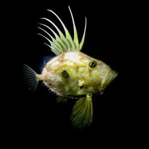 John Dory - Digital Download