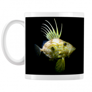 John Dory - Custom Products