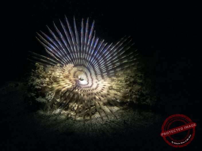 UK Diving - Portland Harbour