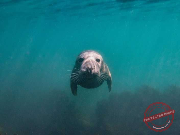 UK Diving - Lundy Island